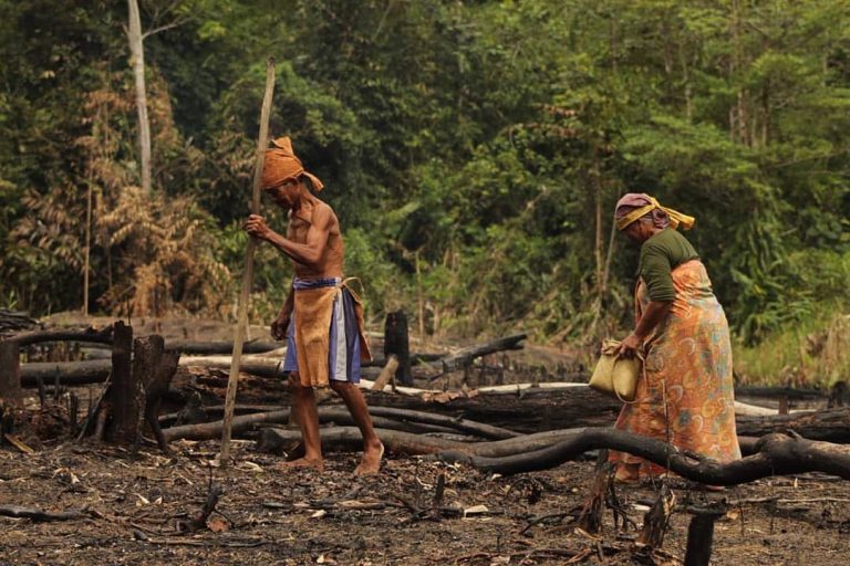 Kisah Suku Dayak Dan Benih Tanaman Padi